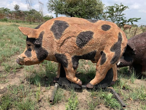Wildcrete Australian Feral Boar 3D Target. Instore Only