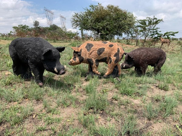 Wildcrete Australian Feral Boar 3D Target. Instore Only